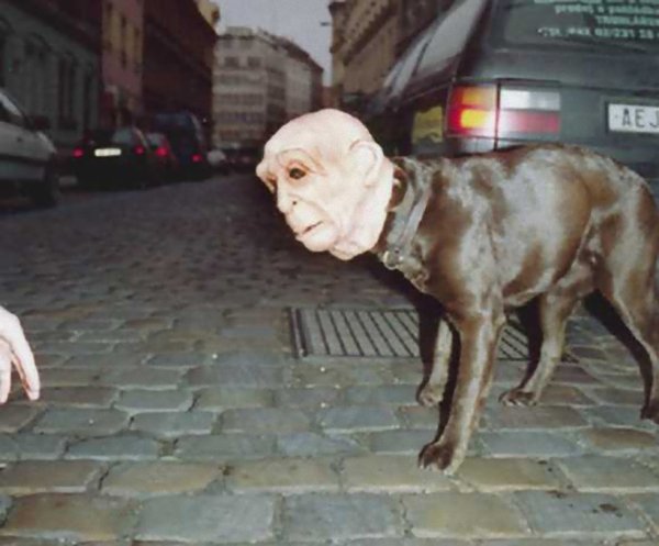 Собака с человеческим лицом