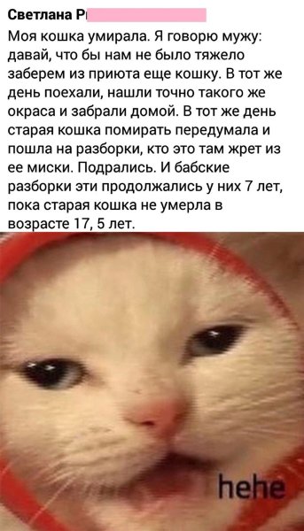 Котик хехе