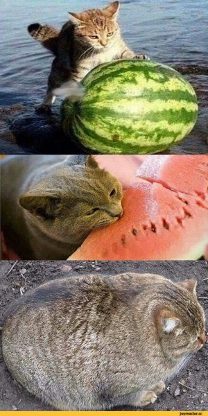 Котенок и Арбуз
