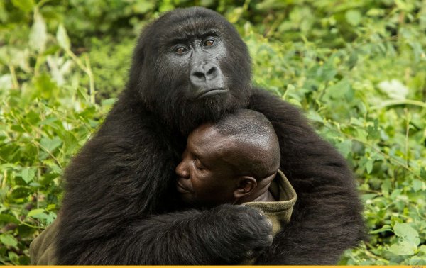 Две обезьяны