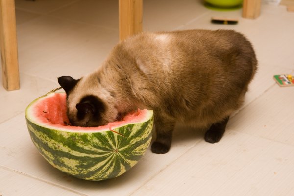 Кот на арбузе