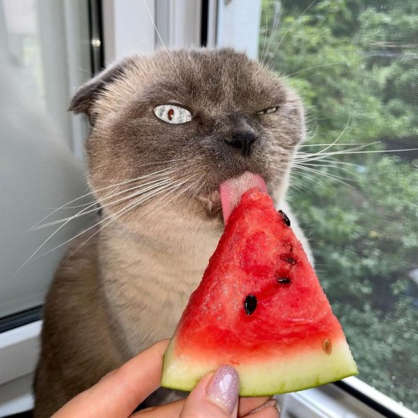 Котенок ест Арбуз