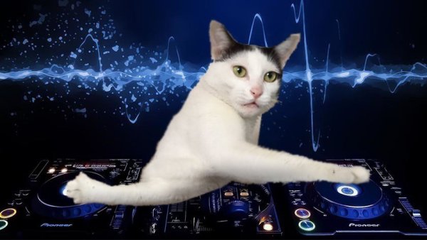 Коты на дискотеке