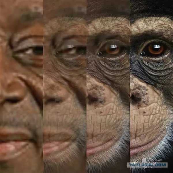 Негр и обезьяна