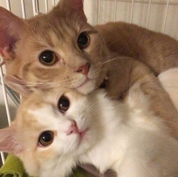 Милые пикчи с котятами