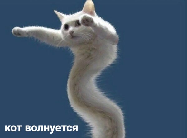 Кот волнуется Мем