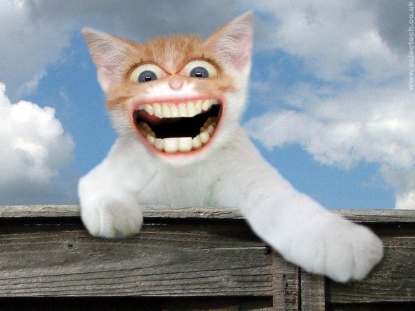 Кот улбаеца