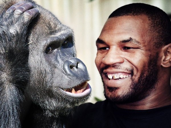 Майк Тайсон против гориллы