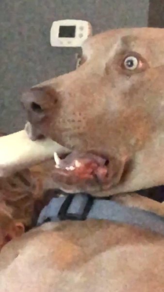 Собака испугалась