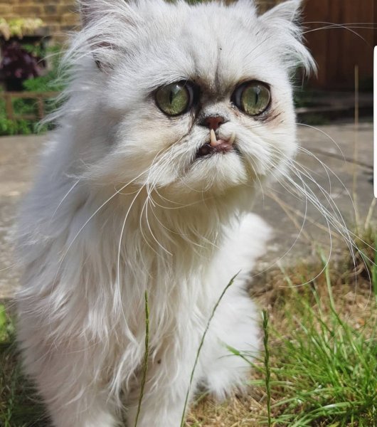 Кот Персидская шиншилла Вилфред