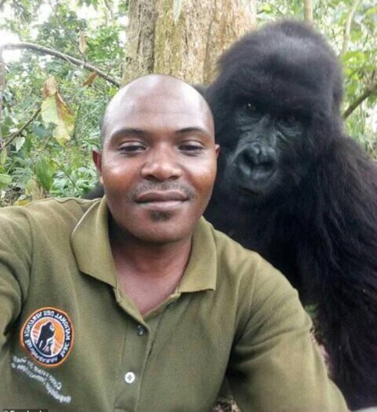 Горилла и человек