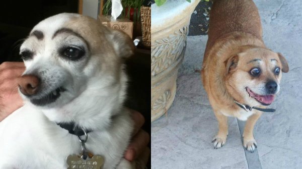 Собака с бровями Мем