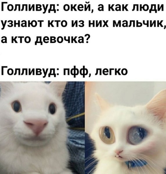 Мем коты 2021