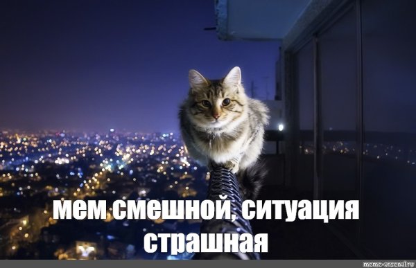 Мемы с котиками