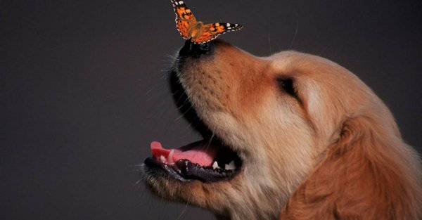 Щенок и бабочка