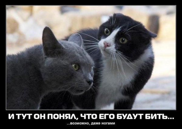 Смешные кошки