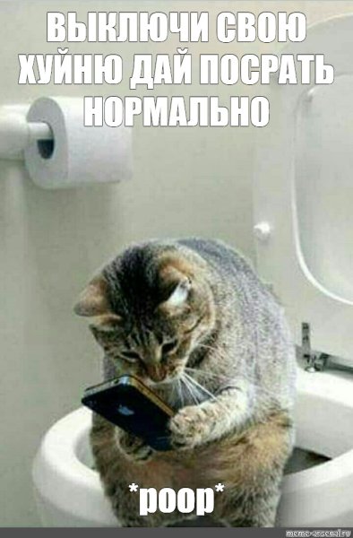 Смешные коты на унитазе