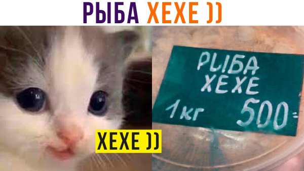 Хе Хе Мем кот