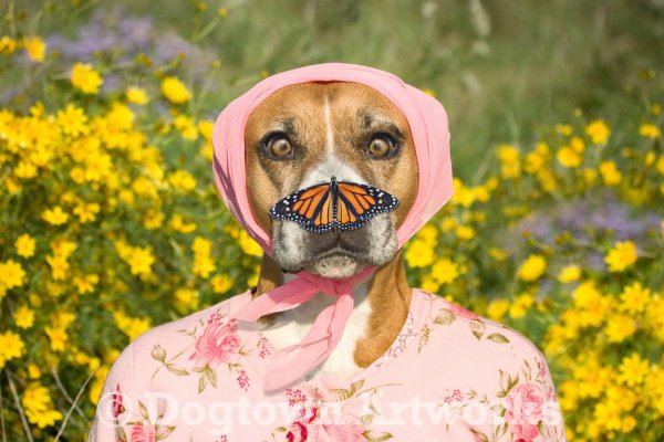 Собака бабочка