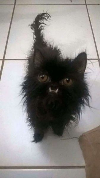 Взъерошенный котенок