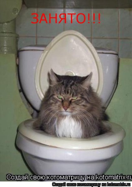 Кошачий туалет смешное