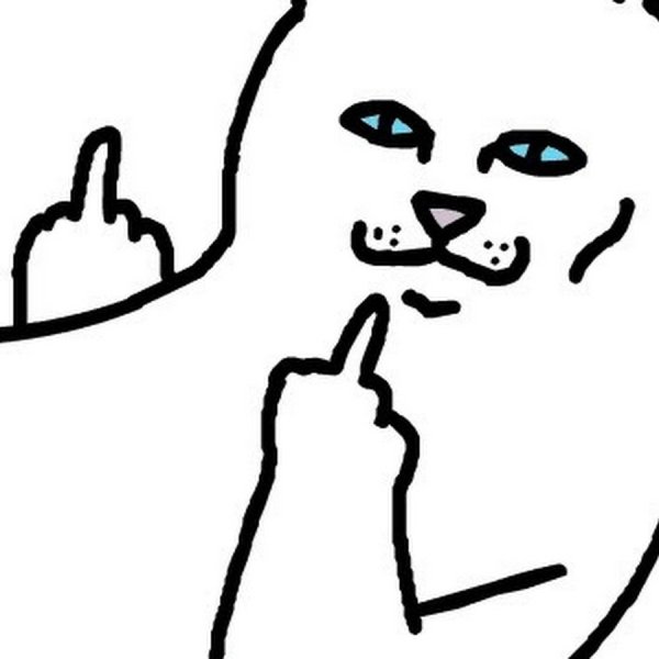 Котик с факом