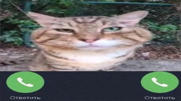 Кот носок в хорошем качестве