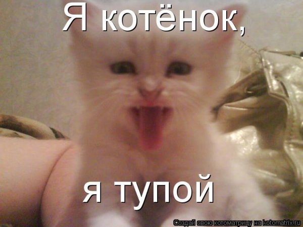 Котик Мем
