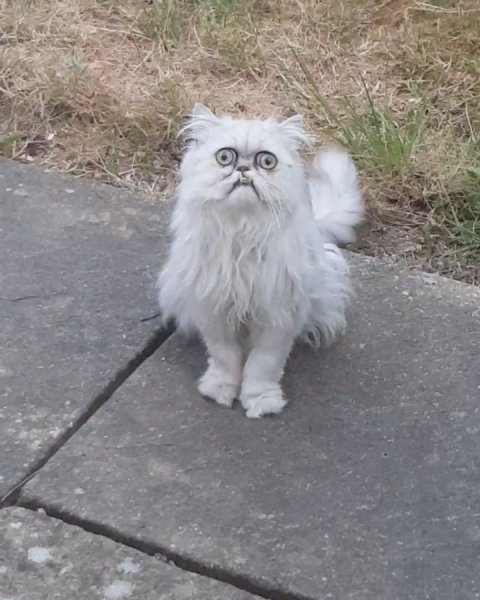 Персидская шиншилла кот Уилфред