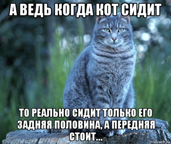 Кот приемлемо Мем оригинал с подписью