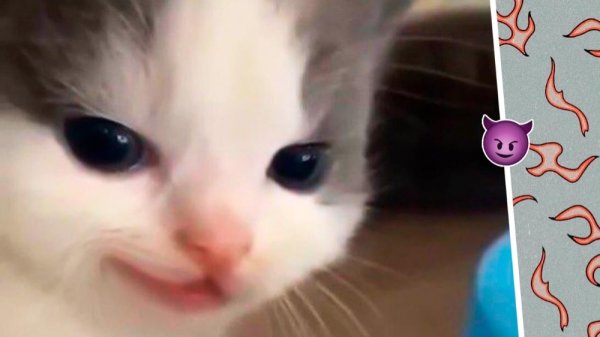 Котенок подмигивает