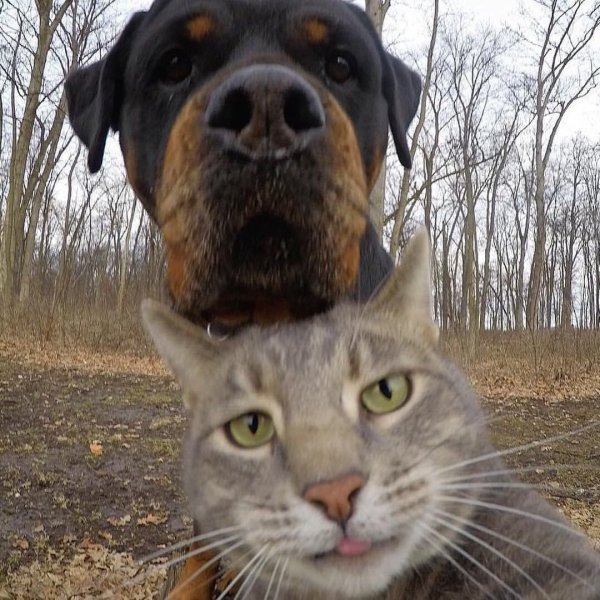 Селфи кошки с собаками