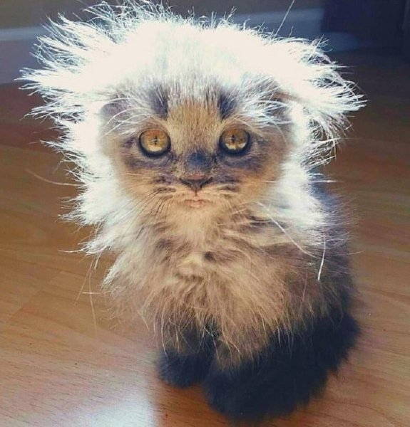 Взъерошенный кот