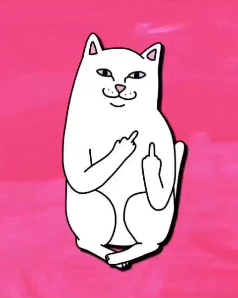 Котик показывает средний палец