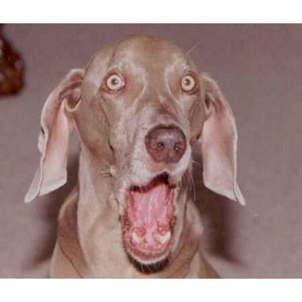 Собака удивление