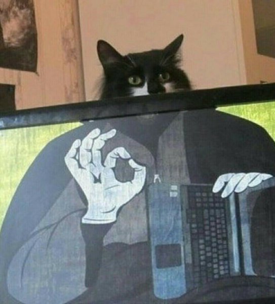 Коты мемы класс