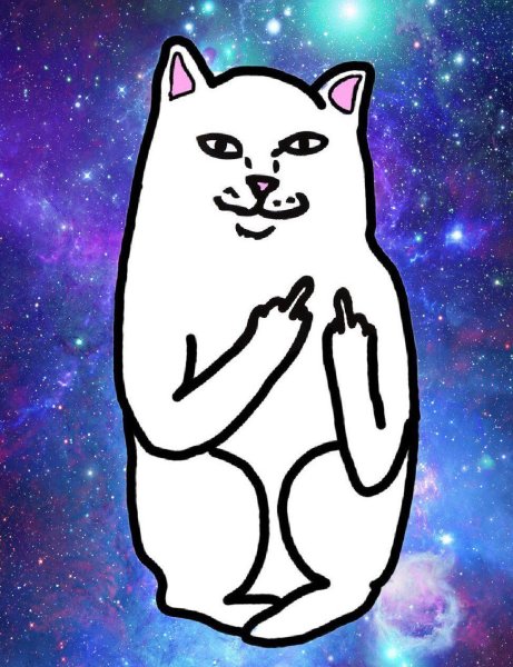 Котик показывает фак