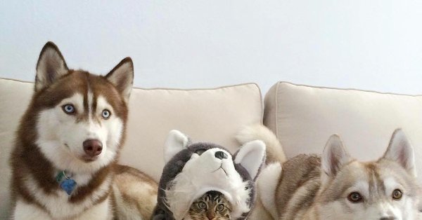 Мем собака хаски