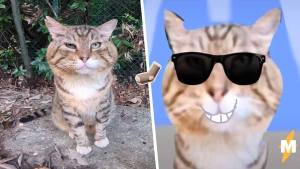 Мемы с котами из тик тока