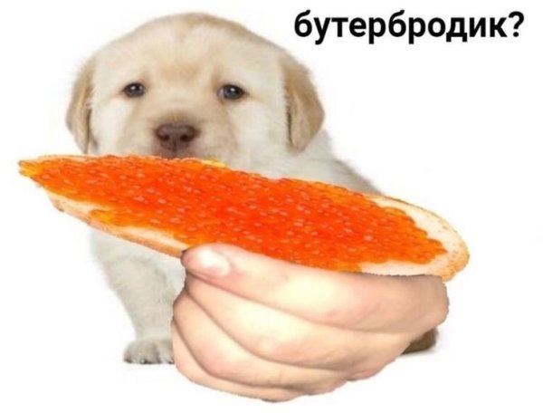 Буш бутербродик
