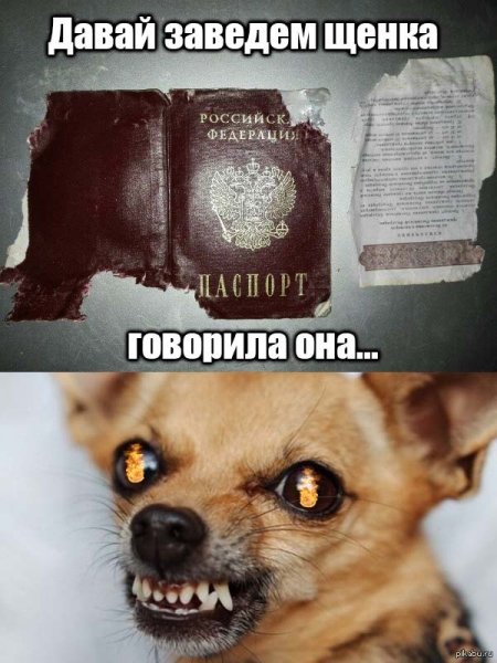 Мемы с собаками