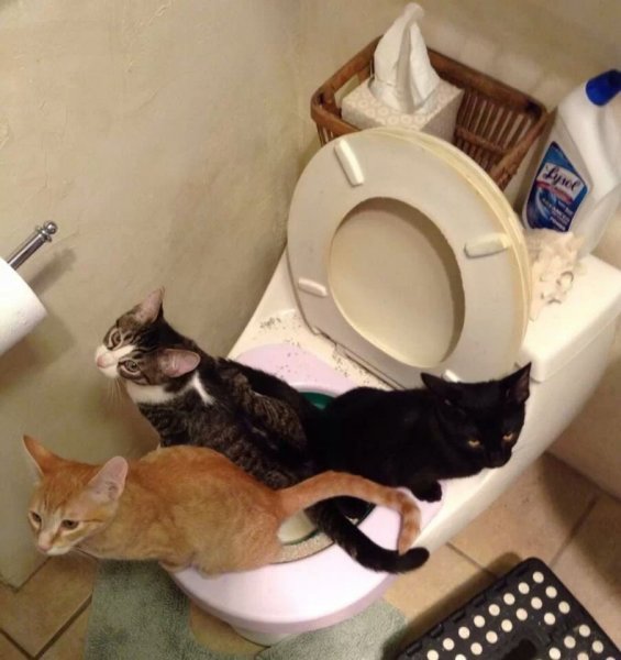 Кот на унитазе