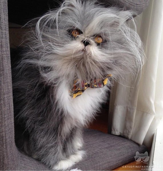 Персидская шиншилла Вилфред