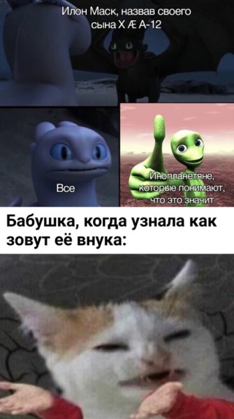 Not hehe Мем котенок