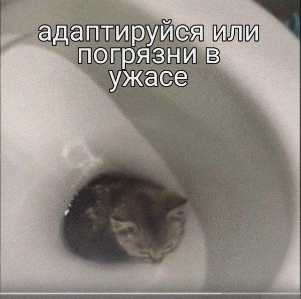 Кот в туалете Мем