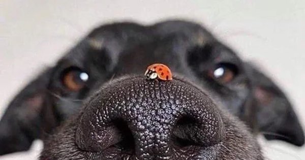 Собачий нос с Божьей коровкой