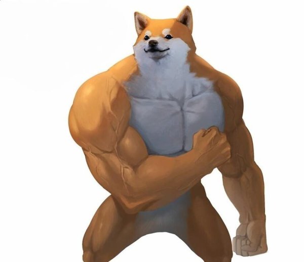 Сиба ину качок