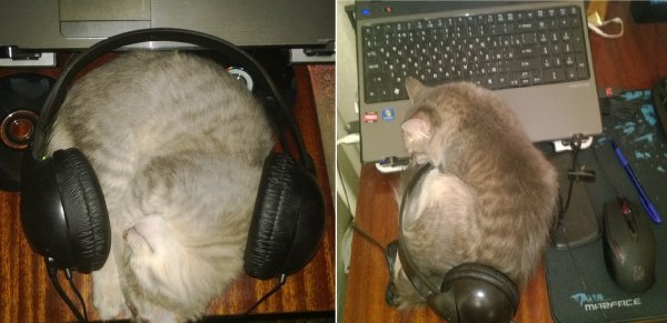 Котик с наушниками