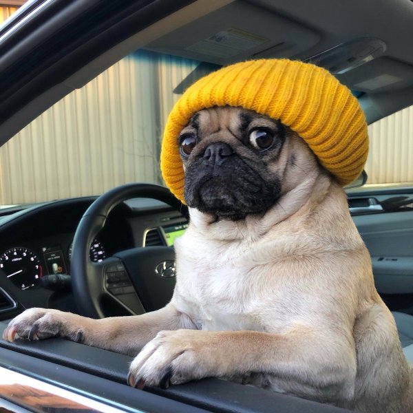 Чубася Мопс