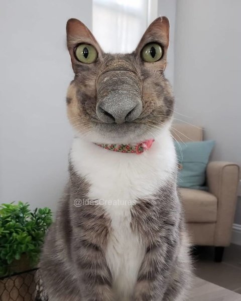 Упоротые коты